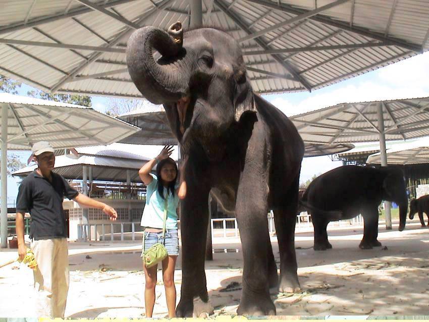 Das Mdchen hat frchterliche Angst,vor diesen Koloss von Elefant,aber unterstellen soll Glck bringen!