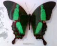 Der Schmetterling kommt auf den Philippinen vor . 